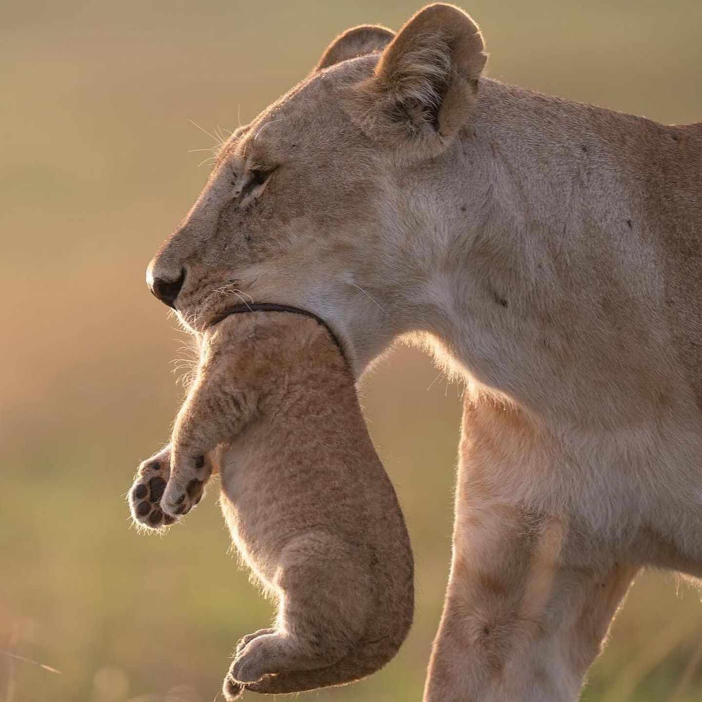 Wallpaper Lion