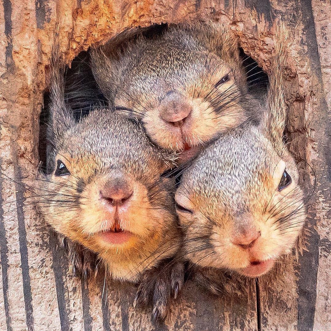 Squirrel Wallpaper